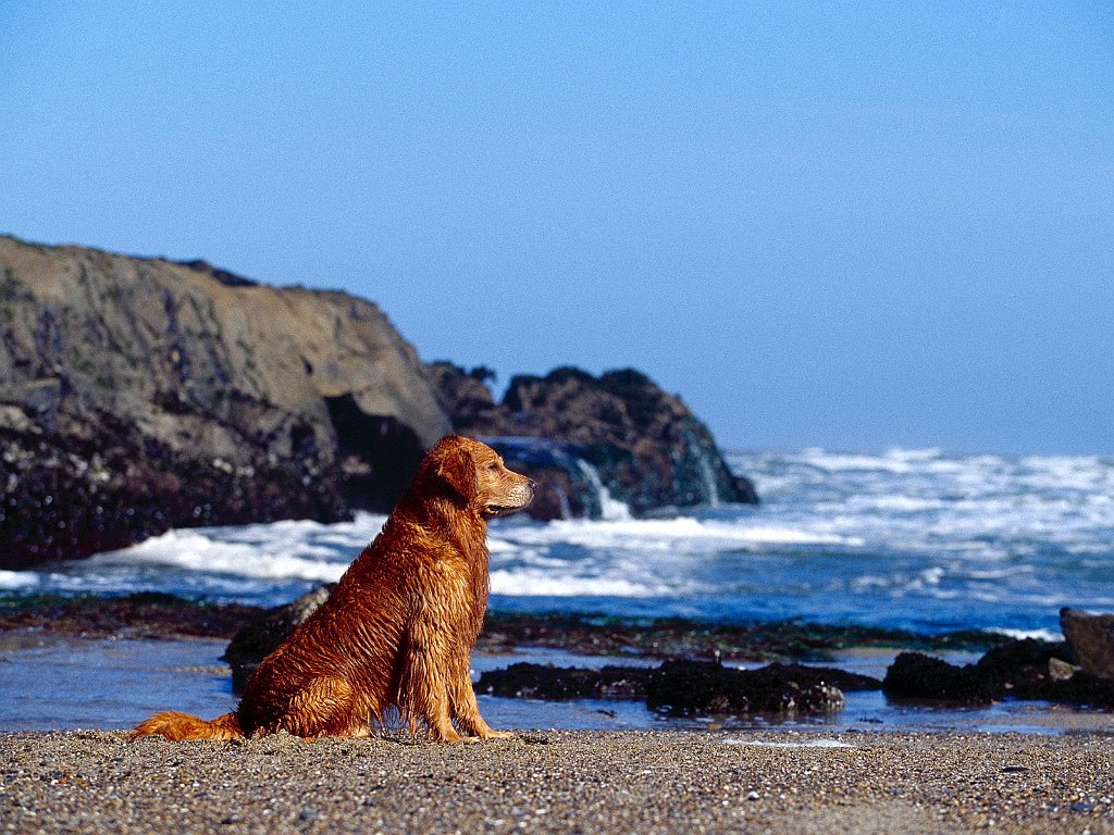 Golden Profile